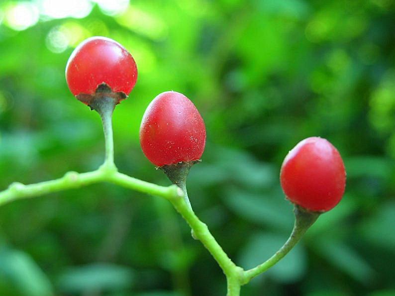 Solanum dulcamara / Morella rampicante